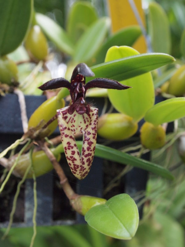 Bulbophyllum lasiochilum
