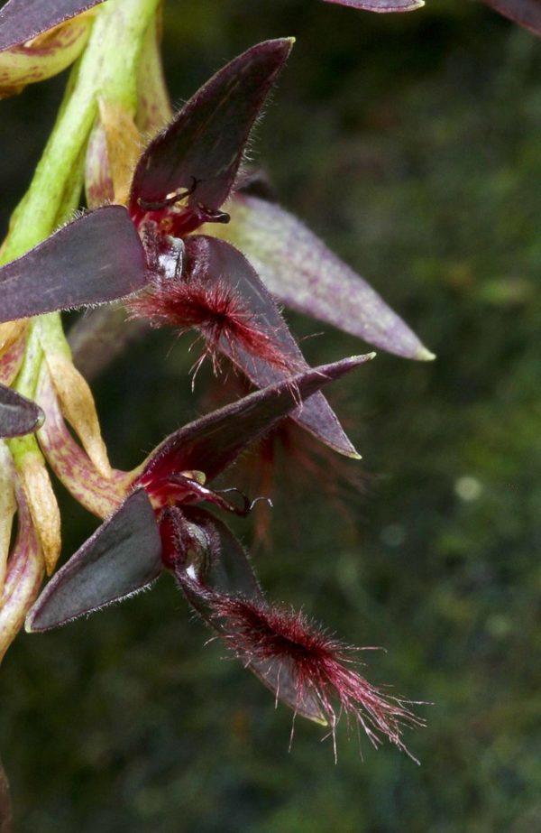 Bulbophyllum tremulum