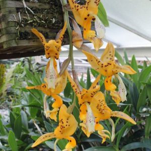 Stanhopea jenischiana