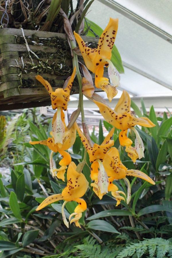 Stanhopea jenischiana