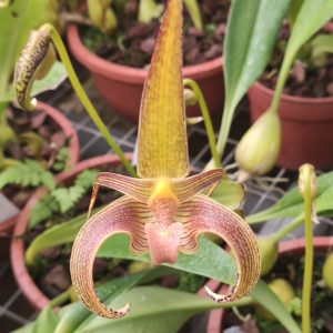 Bulbophyllum lobii fleur