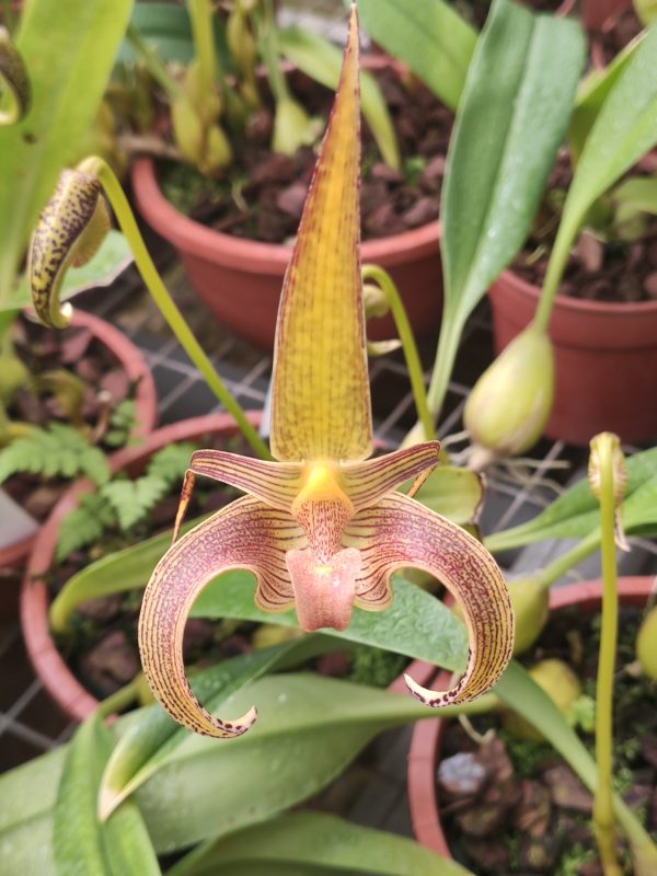 Bulbophyllum lobii fleur