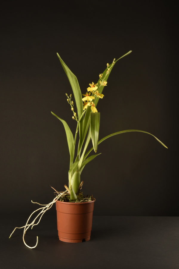 oncidium joost
