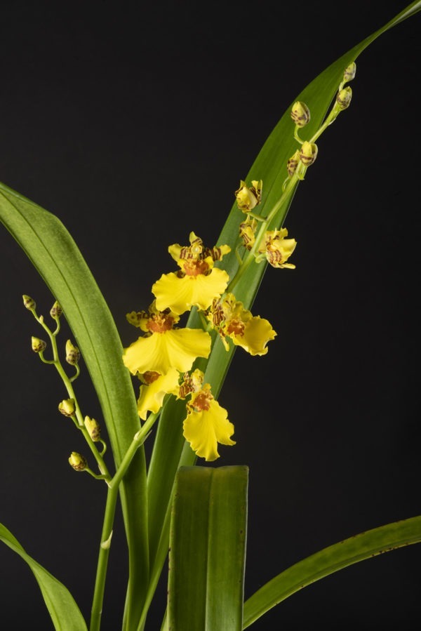 Oncidium Joost