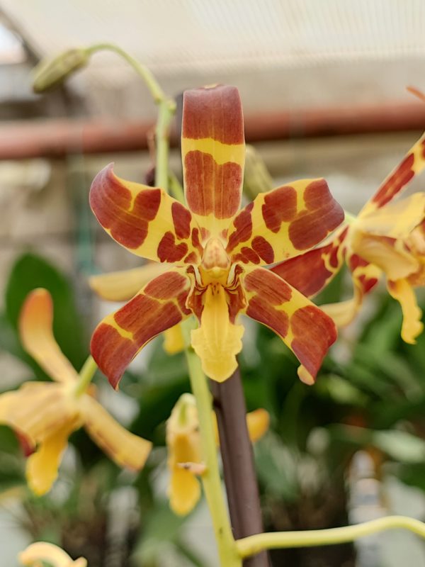 Ansellia africana