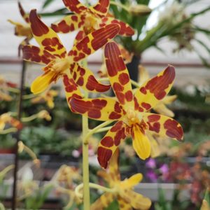 Ansellia africana