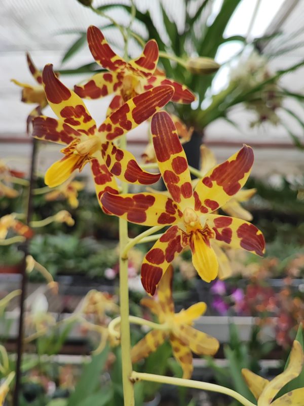 Ansellia africana