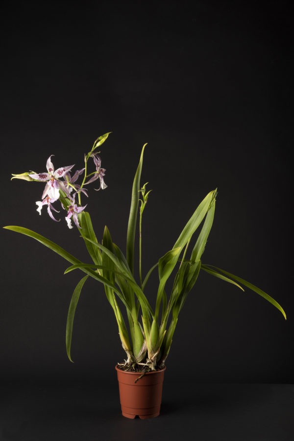 Beallara Peggy Ruth 'Carpenter'