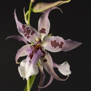 Beallara Peggy Ruth 'Carpenter'