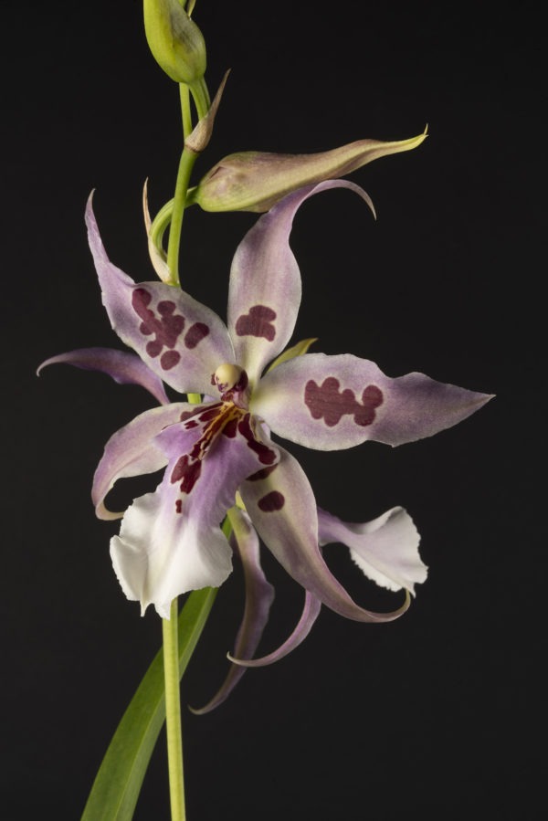 Beallara Peggy Ruth 'Carpenter'