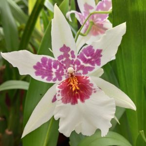 Beallara Tahoma