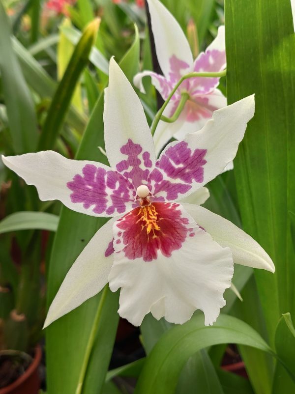 Beallara Tahoma
