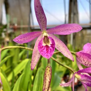 Brassanthe Makai 'Mayumi'