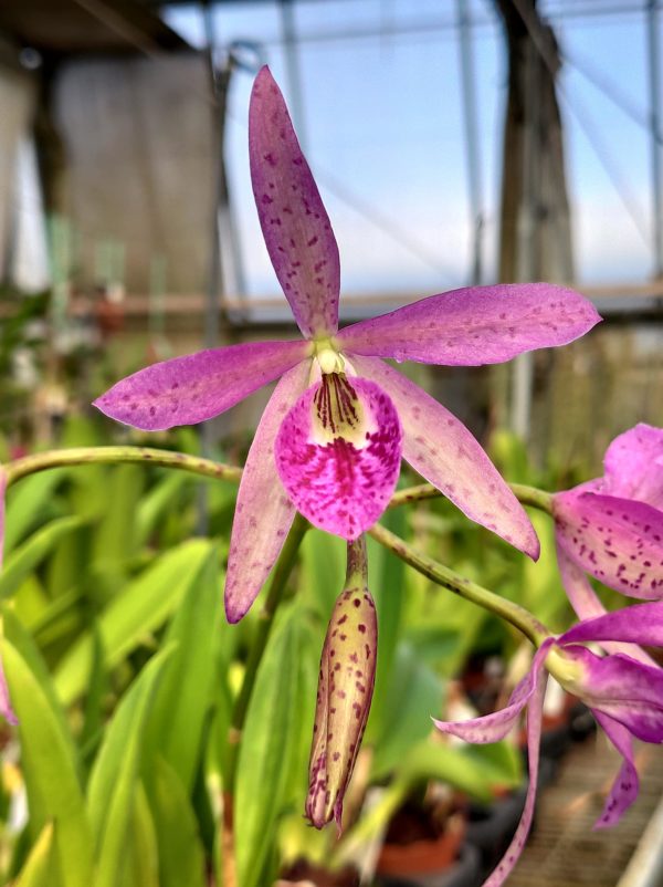Brassanthe Makai 'Mayumi'