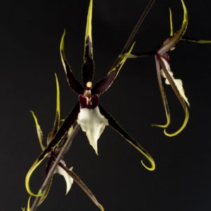 Kenneth Bivin 'Santa Barbara'