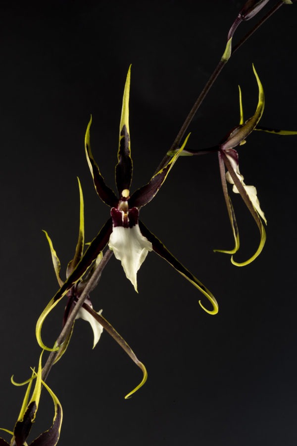 Kenneth Bivin 'Santa Barbara'
