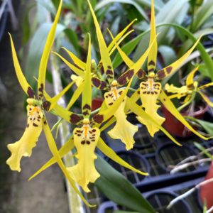 Brassidium Shooting Star 'Black Gold'
