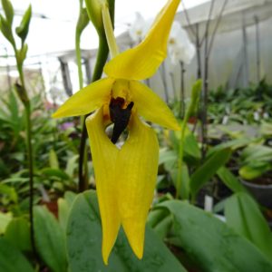 Bulbophyllum carunculatum