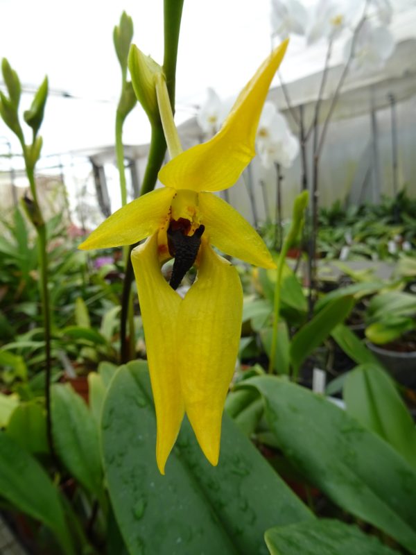 Bulbophyllum carunculatum