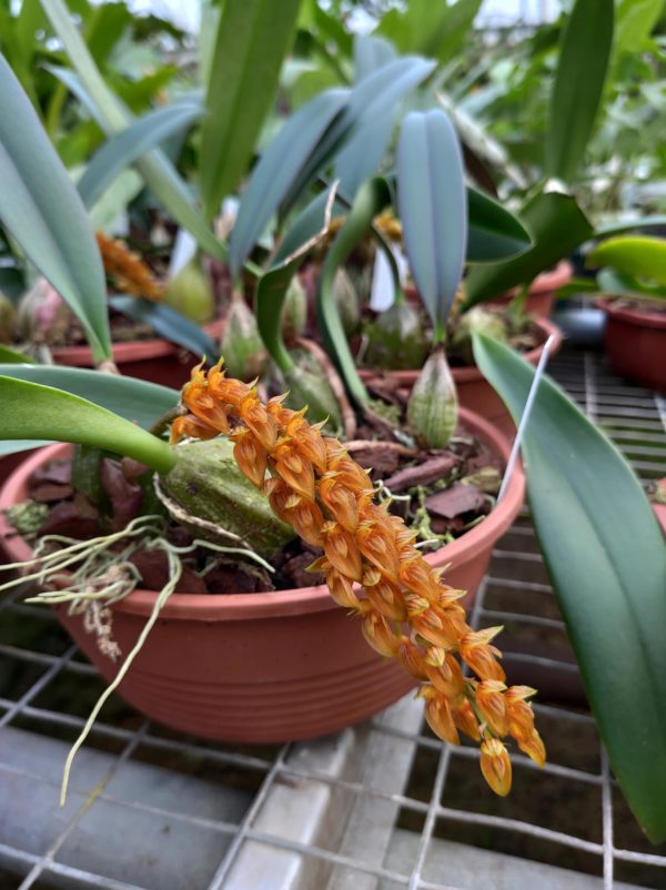 Bulbophyllum cupreum