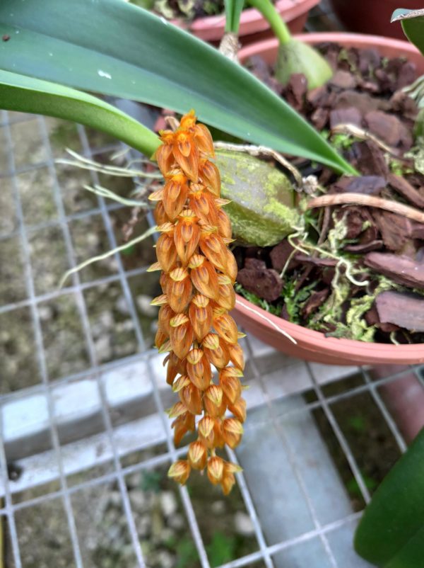 Bulbophyllum cupreum