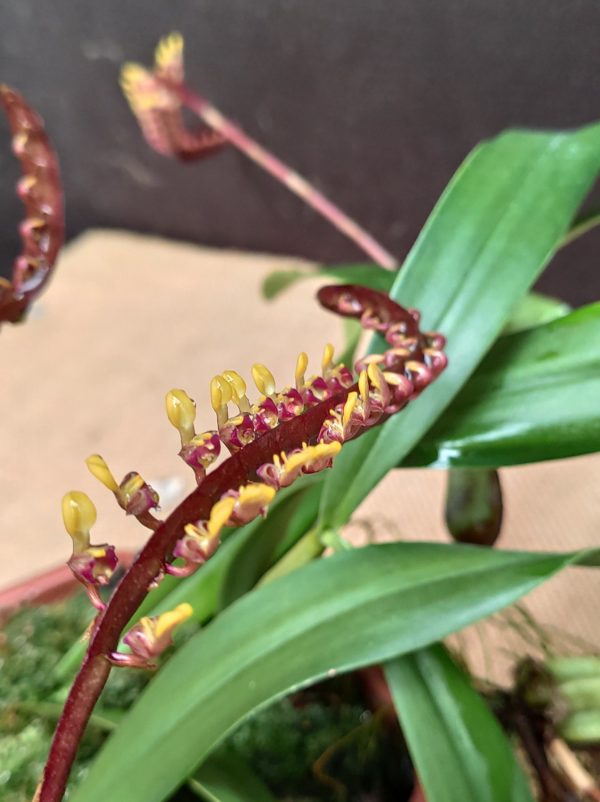 Bulbophyllum falcatum