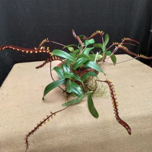 Bulbophyllum falcatum