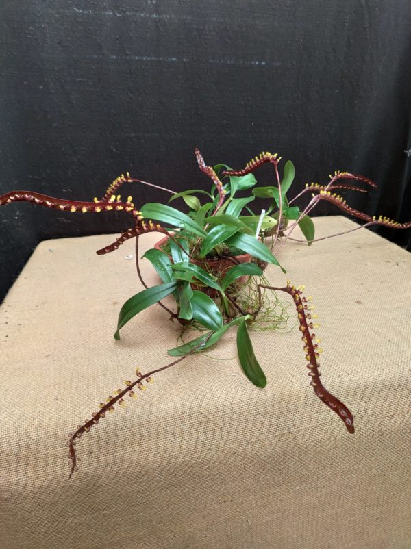 Bulbophyllum falcatum