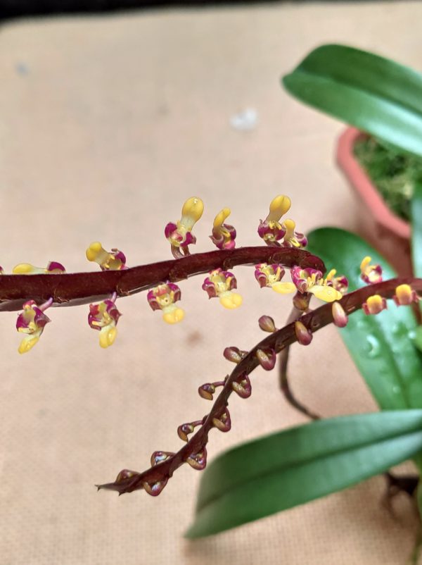 Bulbophyllum falcatum