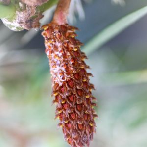 Bulbophyllum crassipes