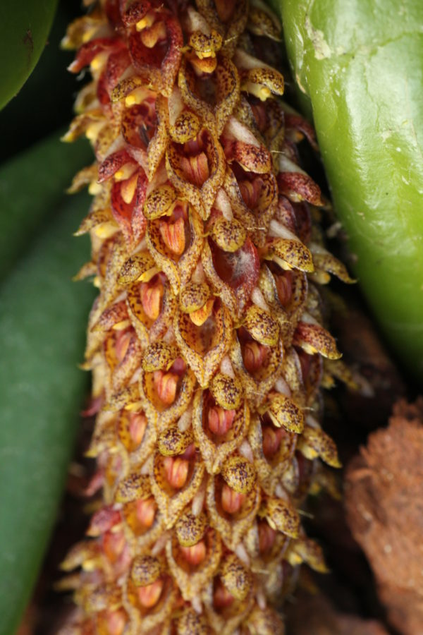 Bulbophyllum crassipes