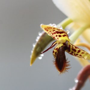 Bulbophyllum schinzianum