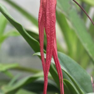 Bulbophyllum x (B.longissimumxB.plumatum)