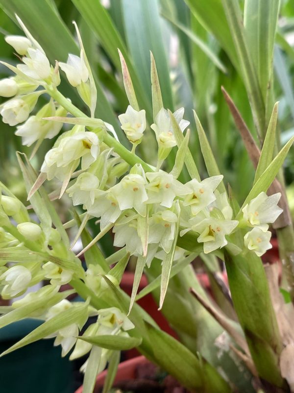 coelia triptera