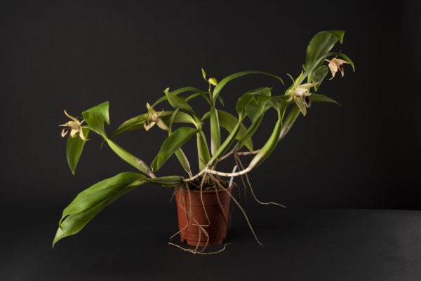 Coelogyne ovalis