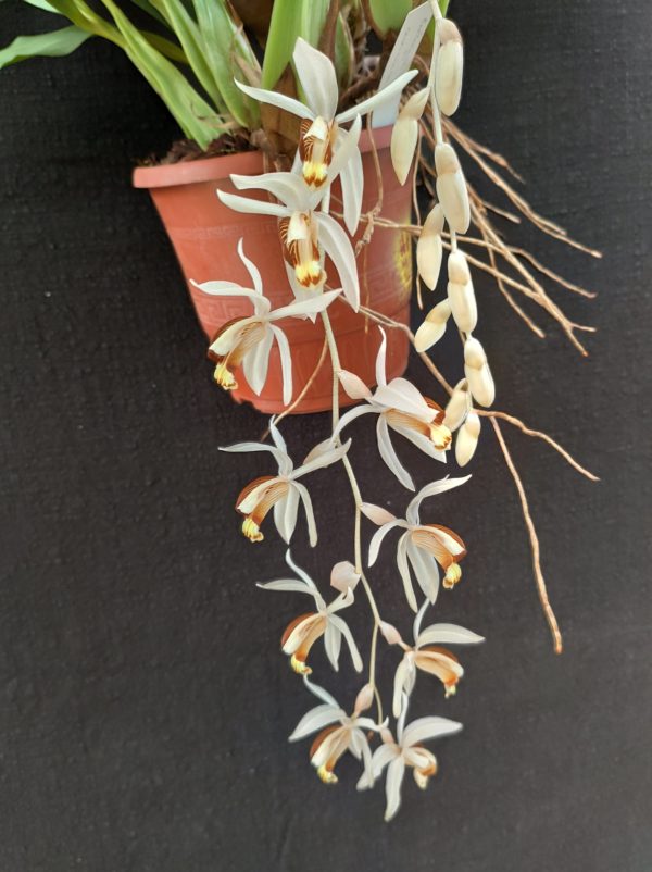 Coelogyne swaniana – Image 2