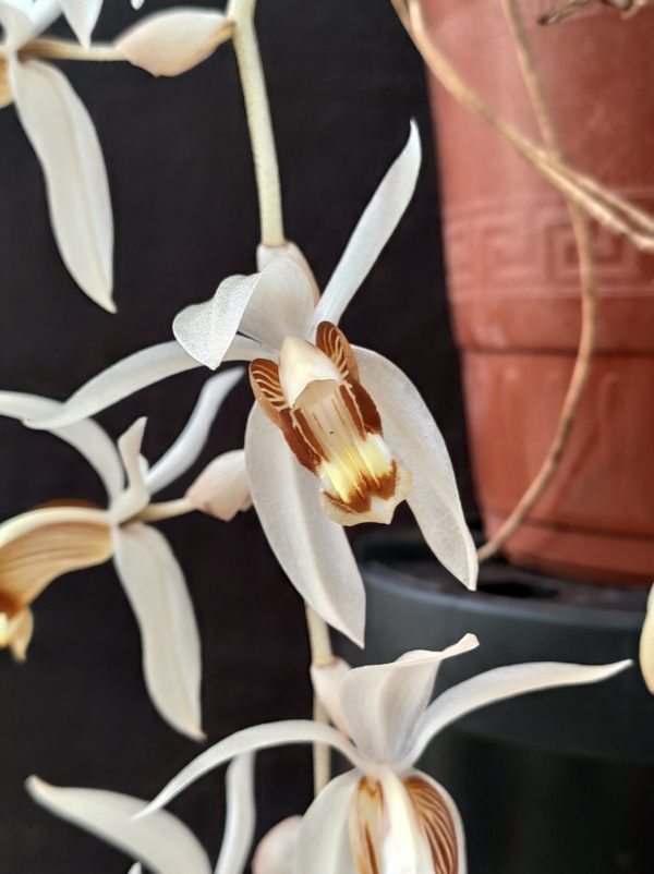 Coelogyne swaniana