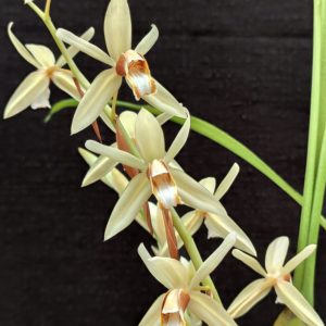 Coelogyne trinervis