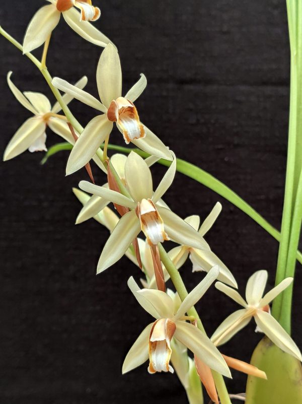 Coelogyne trinervis