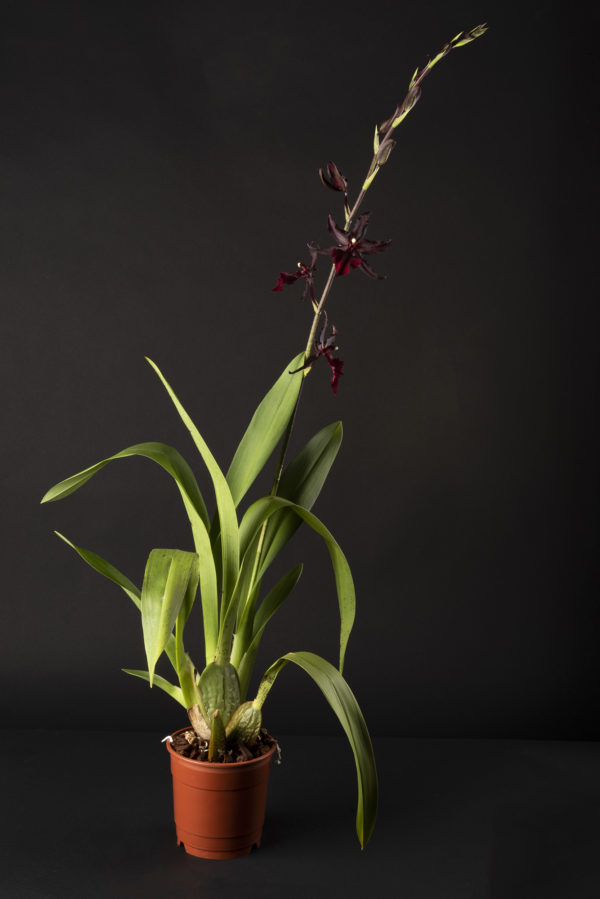 Colmanara Masai Red