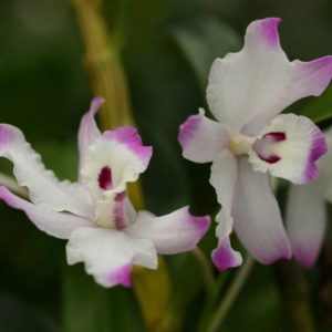 Dendrobium linawianum