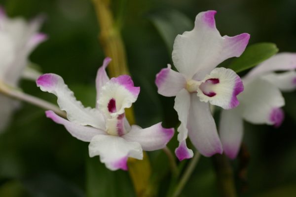 Dendrobium linawianum