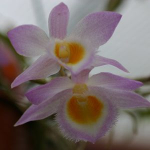Dendrobium loddigesii