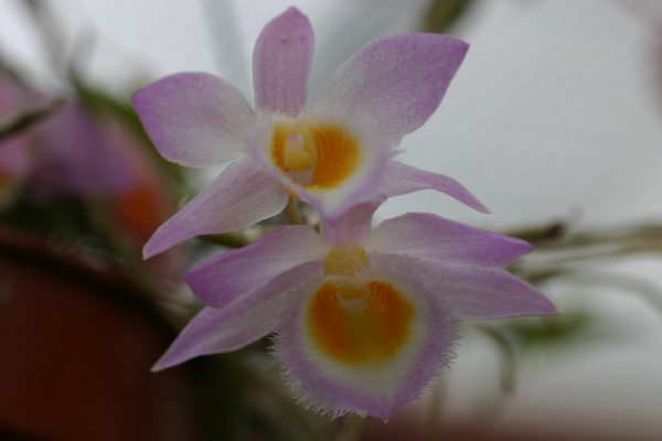 Dendrobium loddigesii