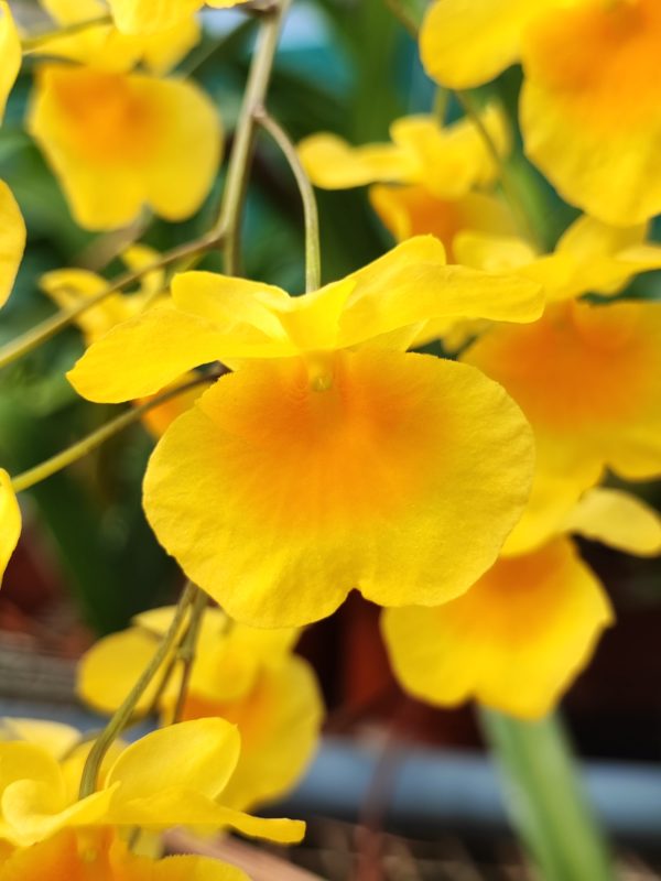 Dendrobium aggregatum – Image 2
