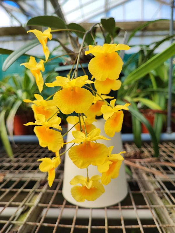 Dendrobium aggregatum
