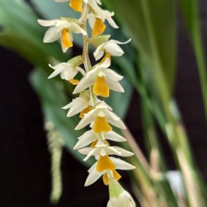 Dendrochilum cobbanium