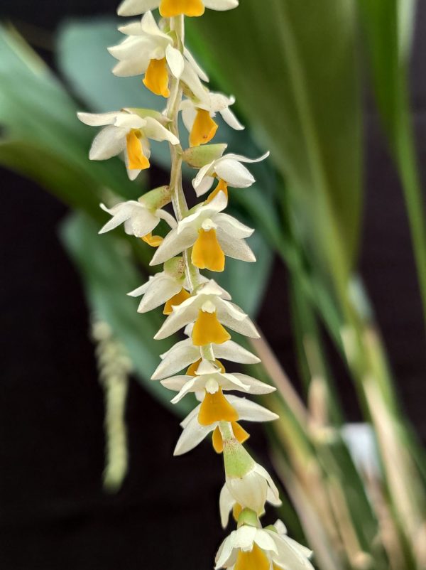 Dendrochilum cobbanium