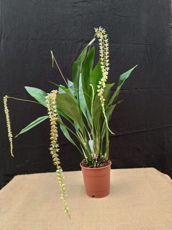 Dendrochilum cobbanium