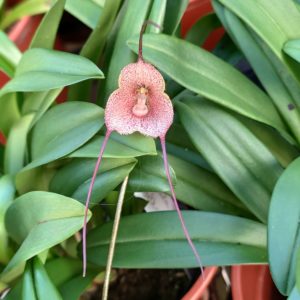 Dracula erythrochaete